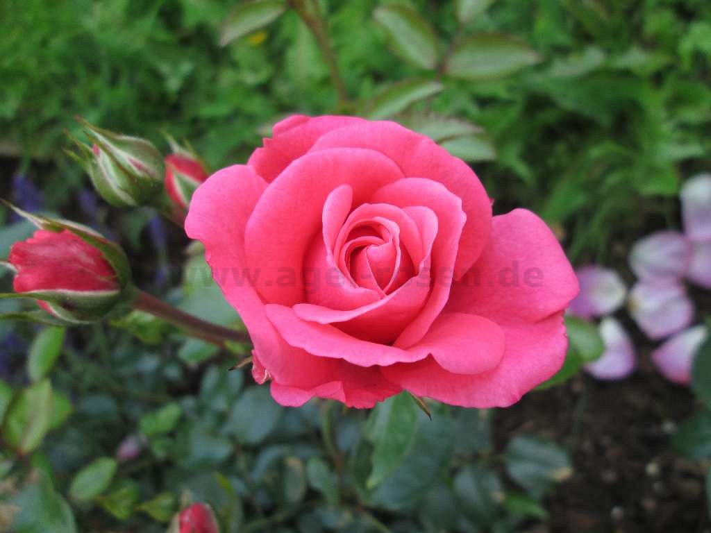 Resultado de imagen de La más bella rosa