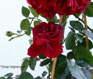 Deep Impression