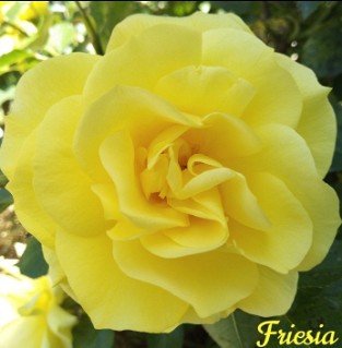 Friesia