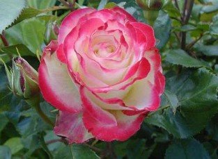 Jubilé du Prince de Monaco