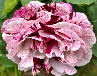 Magdas Rose