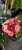 Magdas Rose