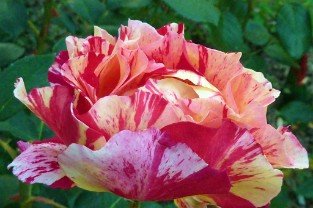 Malerrose 'Maurice Utrillo'