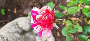 Malerrose 'Maurice Utrillo'