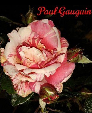 Malerrose 'Paul Gauguin'