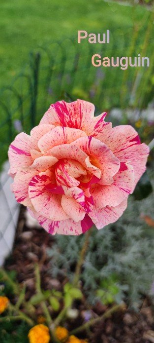 Malerrose 'Paul Gauguin'