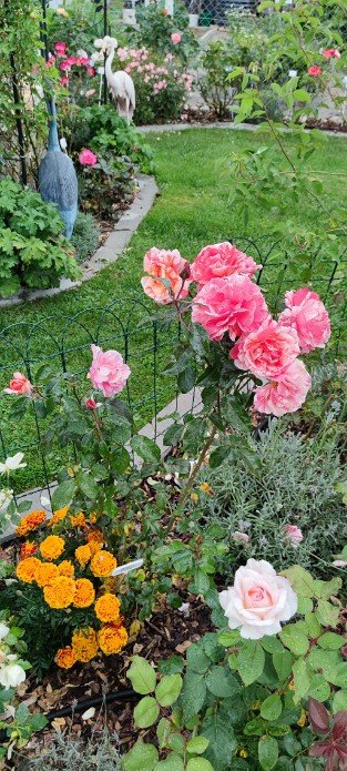 Malerrose 'Paul Gauguin'