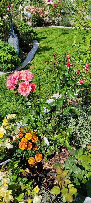 Malerrose 'Paul Gauguin'
