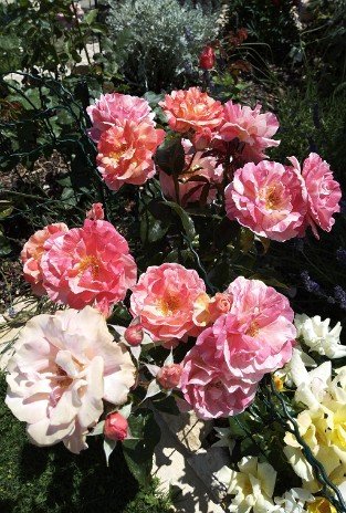 Malerrose 'Paul Gauguin'