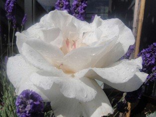 Margaret Merril