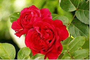 Red Leonardo da Vinci