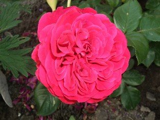 Red Leonardo da Vinci