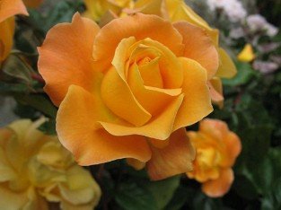 Soleil du Monde