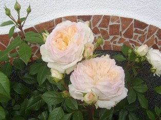 Stephanie Baronin zu Guttenberg