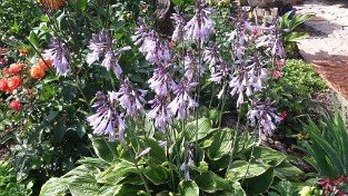 Lilien-Funkie
