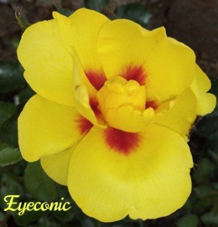 Eyeconic