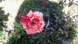 10 Edelrosen gemischt