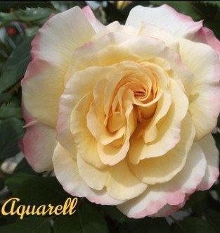 Aquarell