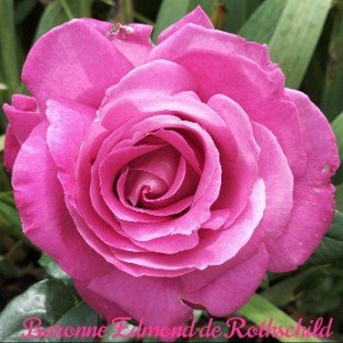 Baronne E. de Rothschild