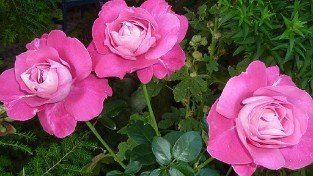 Baronne E. de Rothschild