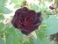 Black Baccara