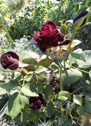 Black Baccara