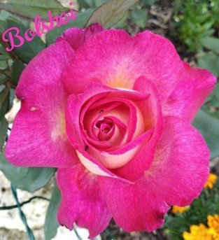 Bolshoi syn. Bolchoi