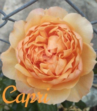 Capri