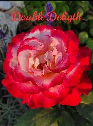 Double Delight
