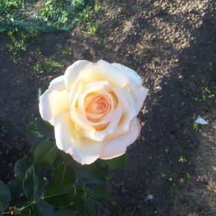 Gruaud Larose