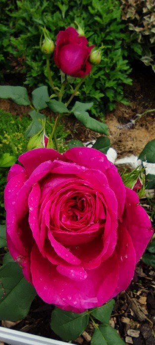 Johann Wolfgang von Goethe Rose