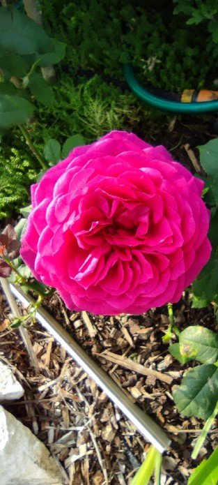 Johann Wolfgang von Goethe Rose