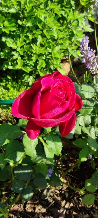Johann Wolfgang von Goethe Rose