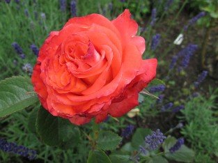 Königin der Rosen
