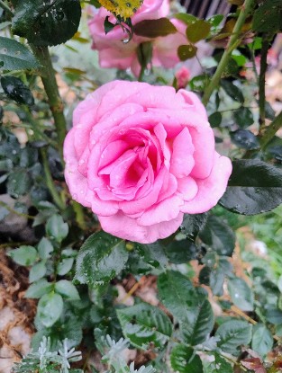 Parfum Royal