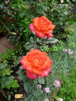 Parfum de Grasse