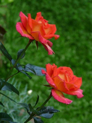 Parfum de Grasse