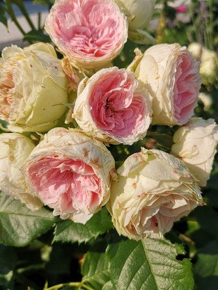 Pashmina  -  Pompon Flower Circus