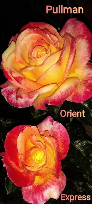 Pullman Orient Express syn Orient Peace