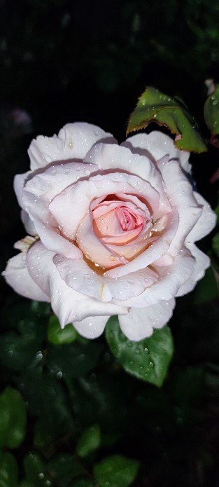 Tresor du Jardin