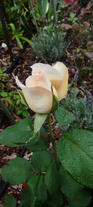 Tresor du Jardin