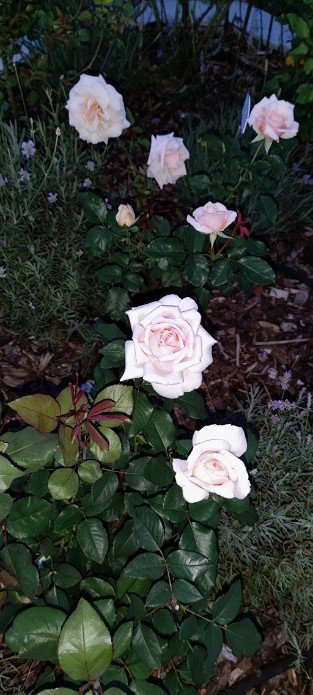 Tresor du Jardin