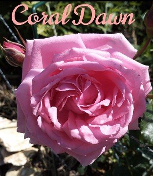 Coral Dawn