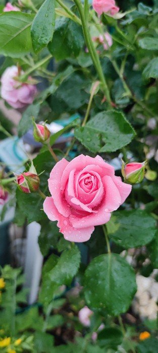 Coral Dawn