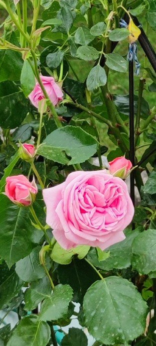 Coral Dawn