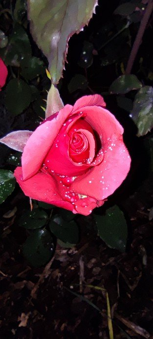 Coral Dawn
