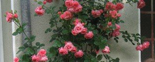 Lawinia