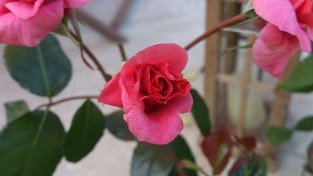 Rosanna