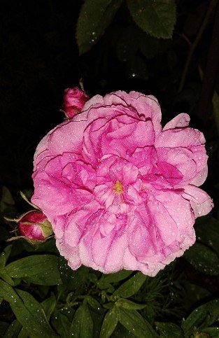 Rosa centifolia Muscosa
