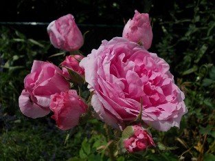 Comte de Chambord